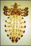 PestMgt_Tail louse